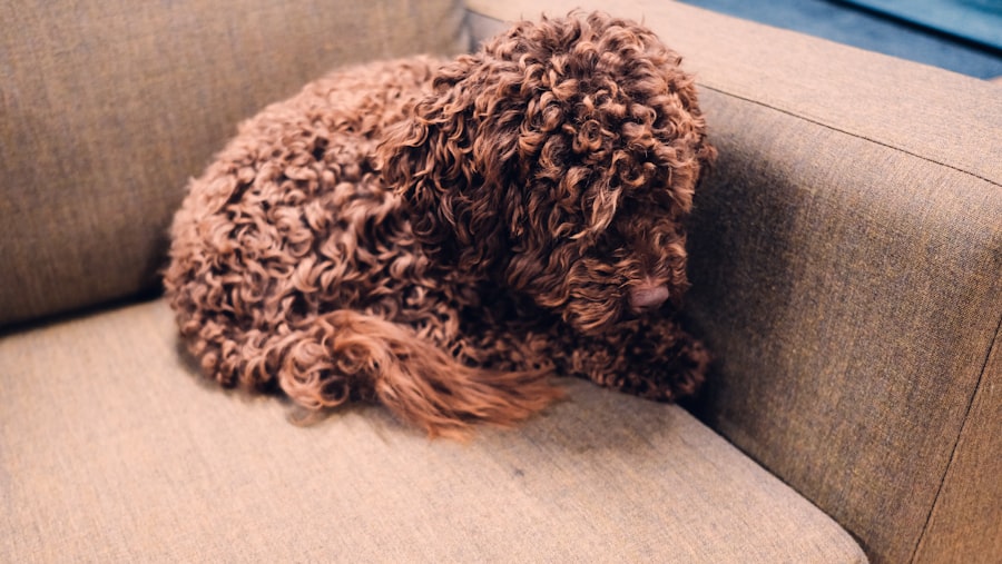 couch office